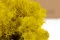 Lichen stabilis&eacute; Jaune (Bo&icirc;te) 6