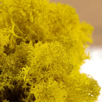 Lichen stabilis&eacute; Jaune (Bo&icirc;te)