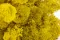 Preserved Reindeer Moss Yellow (Box) 5
