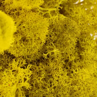 Lichen stabilis&eacute; Jaune (Bo&icirc;te)