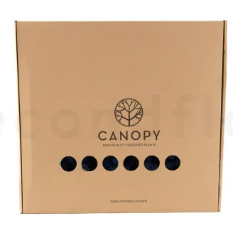 Preserved Reindeer Moss Blue (Box)