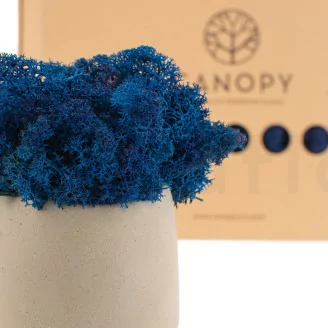Preserved Reindeer Moss Blue (Box)
