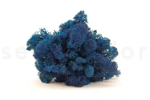 Lichene stabilizzato - Scatola - Royal Blue