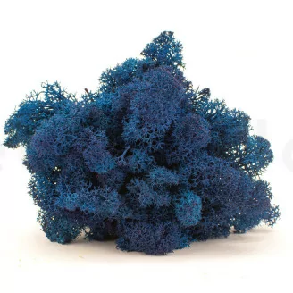 Lichen stabilis&eacute; Bleu (Bo&icirc;te)