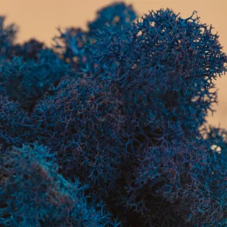 Lichene stabilizzato Blu (Scatola)