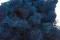 Liquen preservado Azul (Caja) 6