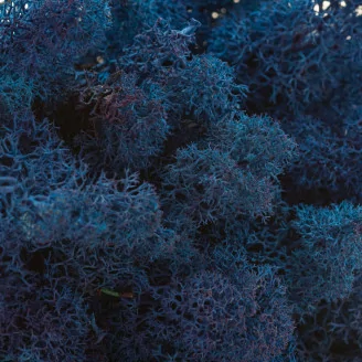 Lichen stabilis&eacute; Bleu (Bo&icirc;te)