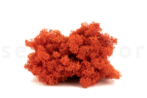 Liquen preservado - Caja - Naranja