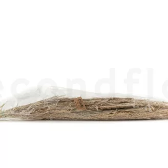 Pampa Grass s&eacute;ch&eacute;e