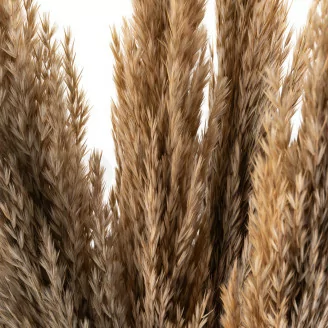 Pampa Grass s&eacute;ch&eacute;e