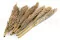 Dried Pampa Grass 4