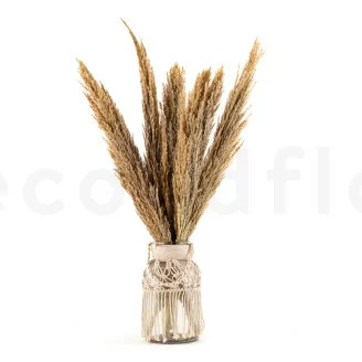 Pampa Grass s&eacute;ch&eacute;e