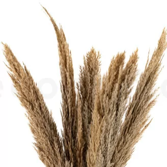 Dried Pampa Grass