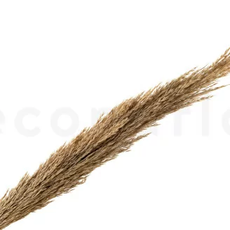 Pampa Grass s&eacute;ch&eacute;e