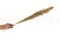 Dried Pampa Grass 5