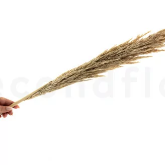 Pampa grass essiccata
