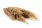 Dried Pampa Grass 7