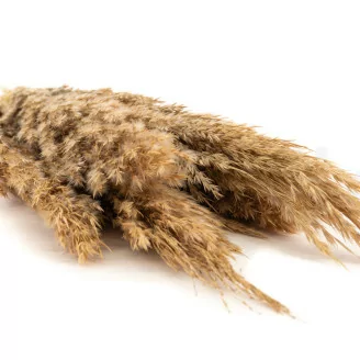 Dried Pampa Grass