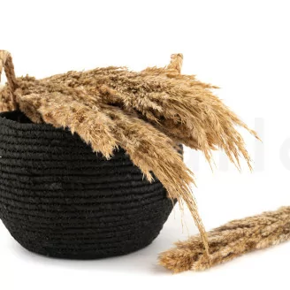 Pampa Grass s&eacute;ch&eacute;e