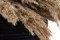 Dried Pampa Grass 8