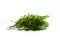Preserved Lutti Fern Fresh Green 4