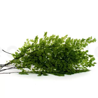 Felce Lutti stabilizzata Verde Chiaro