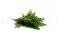 Felce Lutti stabilizzata Verde Chiaro 10