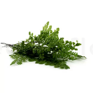 Preserved Lutti Fern Fresh Green