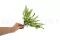 Preserved Lutti Fern Fresh Green 5