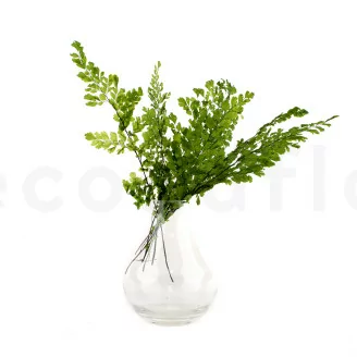 Preserved Lutti Fern Fresh Green
