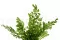 Felce Lutti stabilizzata Verde Chiaro 9