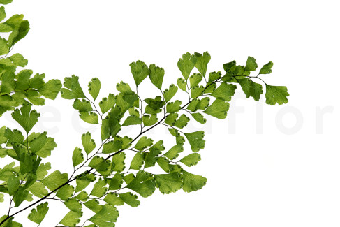 Lutti Fern Preserved - Fresh Green