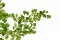 Preserved Lutti Fern Fresh Green 2