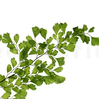 Felce Lutti stabilizzata Verde Chiaro