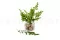 Preserved Lutti Fern Fresh Green 8
