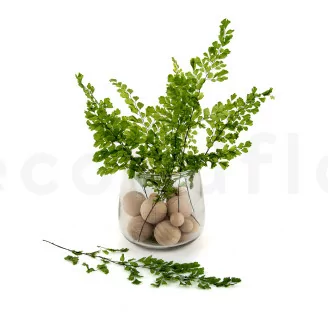 Preserved Lutti Fern Fresh Green