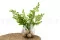 Felce Lutti stabilizzata Verde Chiaro 6