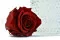 Rosa stabilizzata XL Rosso Scuro - Grande formato (x72) 2