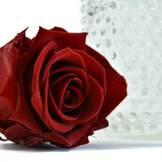 Rosa stabilizzata XL Rosso Scuro - Grande formato (x72)