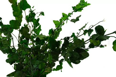 Hiedra Helix Preservada - Verde