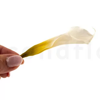 Preserved Calla Lily White (x5)