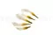 Arum stabilis&eacute; Blanc (x5) 4