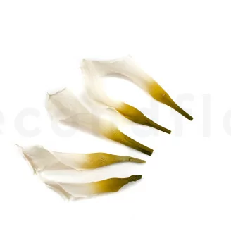 Arum stabilis&eacute; Blanc (x5)