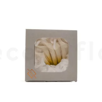 Arum stabilis&eacute; Blanc (x5)