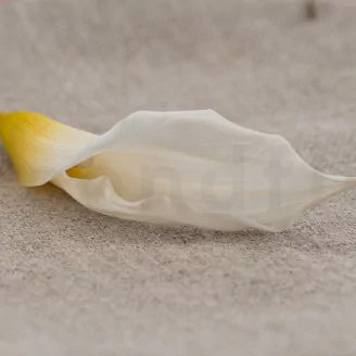 Konservierte Calla Wei&szlig; (x5)