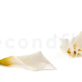 Konservierte Calla Wei&szlig; (x5)