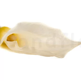 Preserved Calla Lily White (x5)