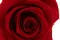 Rosa stabilizzata XL Rosso - Grande formato (x72) 4