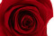 Stabilized rose Kiara XL - Bulk of 72 units - Vibrant Red 4