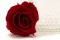 Konservierte Rose XL Rot - Gro&szlig;packung (x72) 2